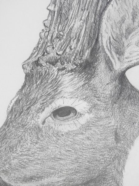 Artwork by Daniel Beddare, 20th Century, Deer brocade, Made of graphite