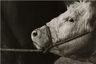 Why Look at Animals? - Weisman Art Museum