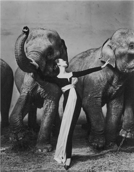 Dovima with elephants, Evening dress by Dior, Cirque d'Hiver, Paris by Richard Avedon, August 1955