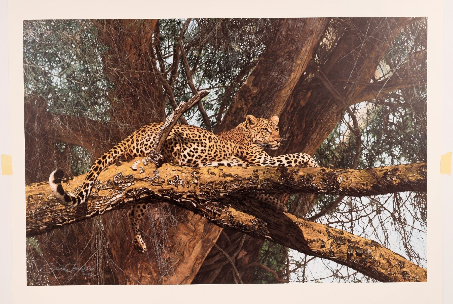 Simon Combes | Cats of the Snow Deluxe Prints by Simon Combes (1995 ...