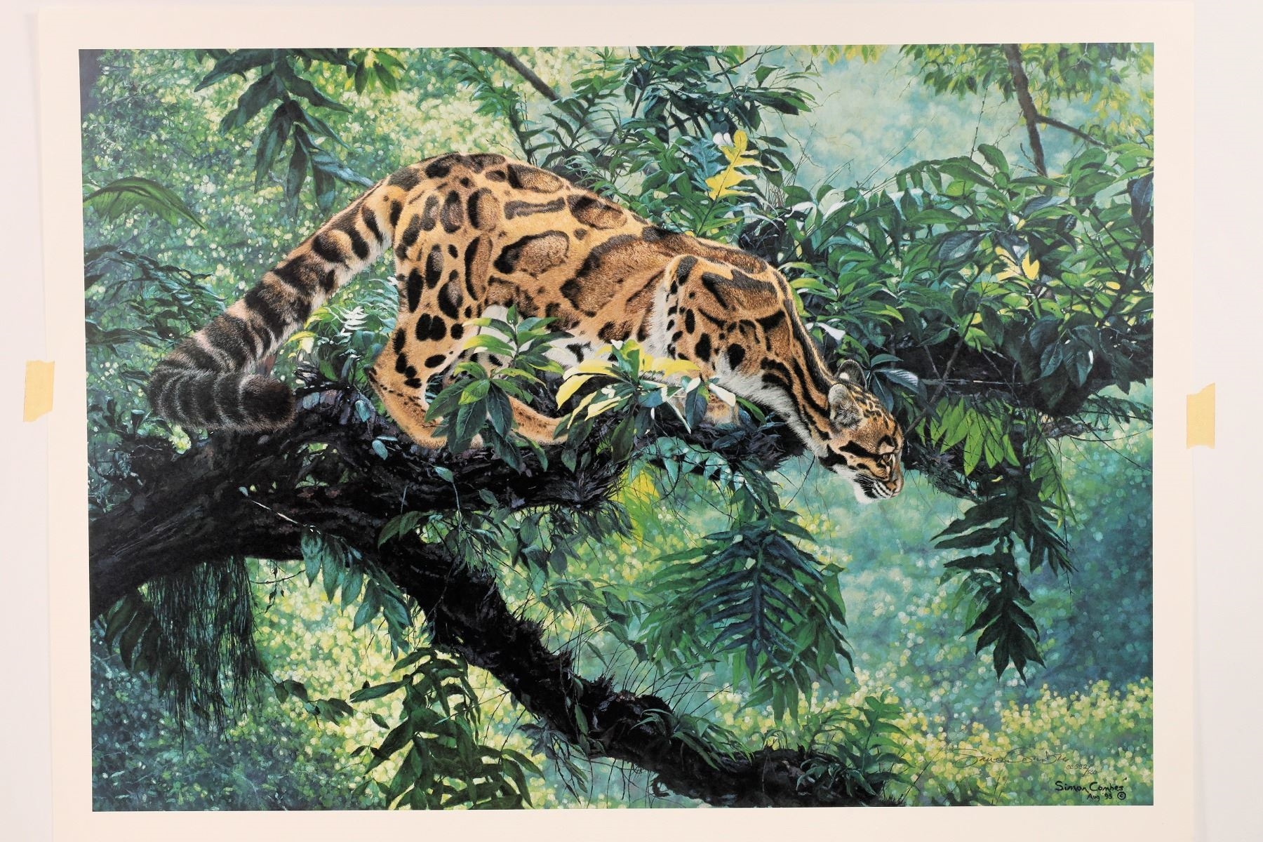 Simon Combes | Cats of the Snow Deluxe Prints by Simon Combes (1995 ...