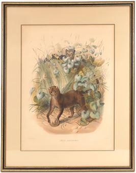 Jaguar Print - M. & N. Hanhart