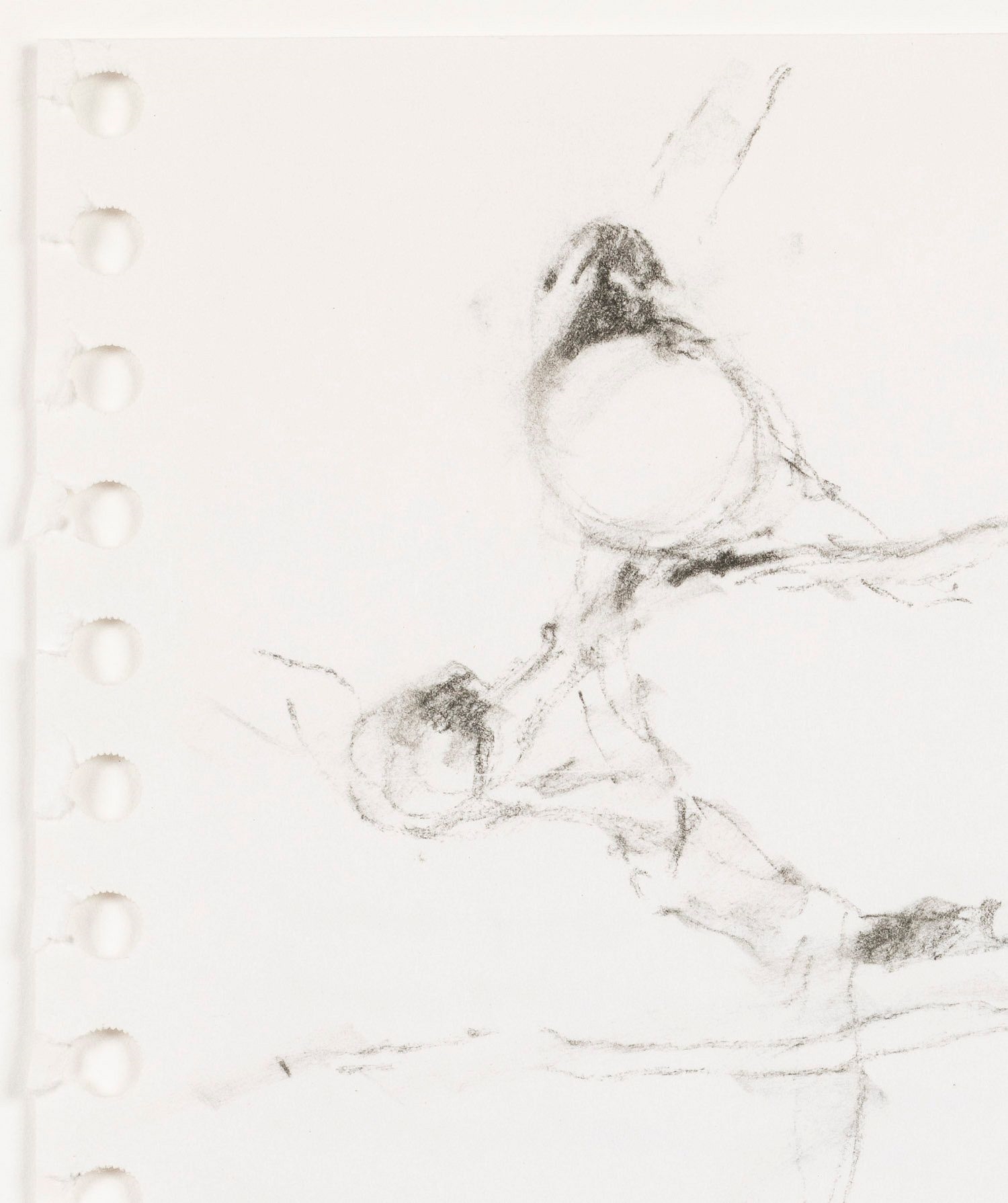 Artwork by September Vhay, Sketches of Birds, Made of Charcoal