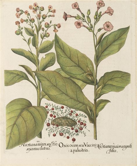 Oxicoccon seu Vaccini a palustria by Basilius Besler