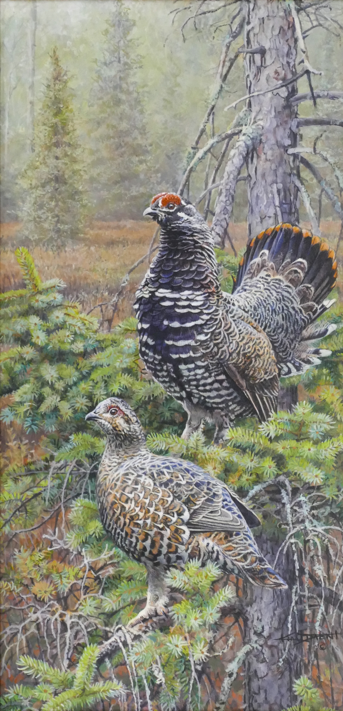 Kim Diment | Spruce Grouse in North Country Trail | MutualArt