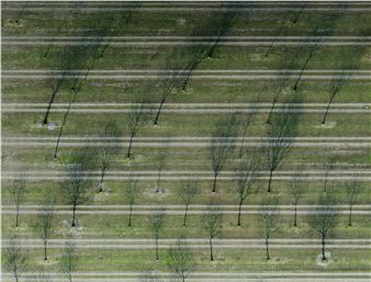 Andreas Gefeller: This is not a tree. - Thomas Rehbein Galerie