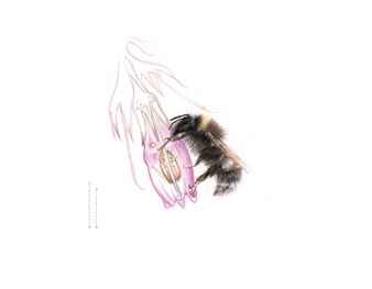 Lise Duclaux: Les Abeilles et les Fleurs Indociles - Annie Gentils Gallery