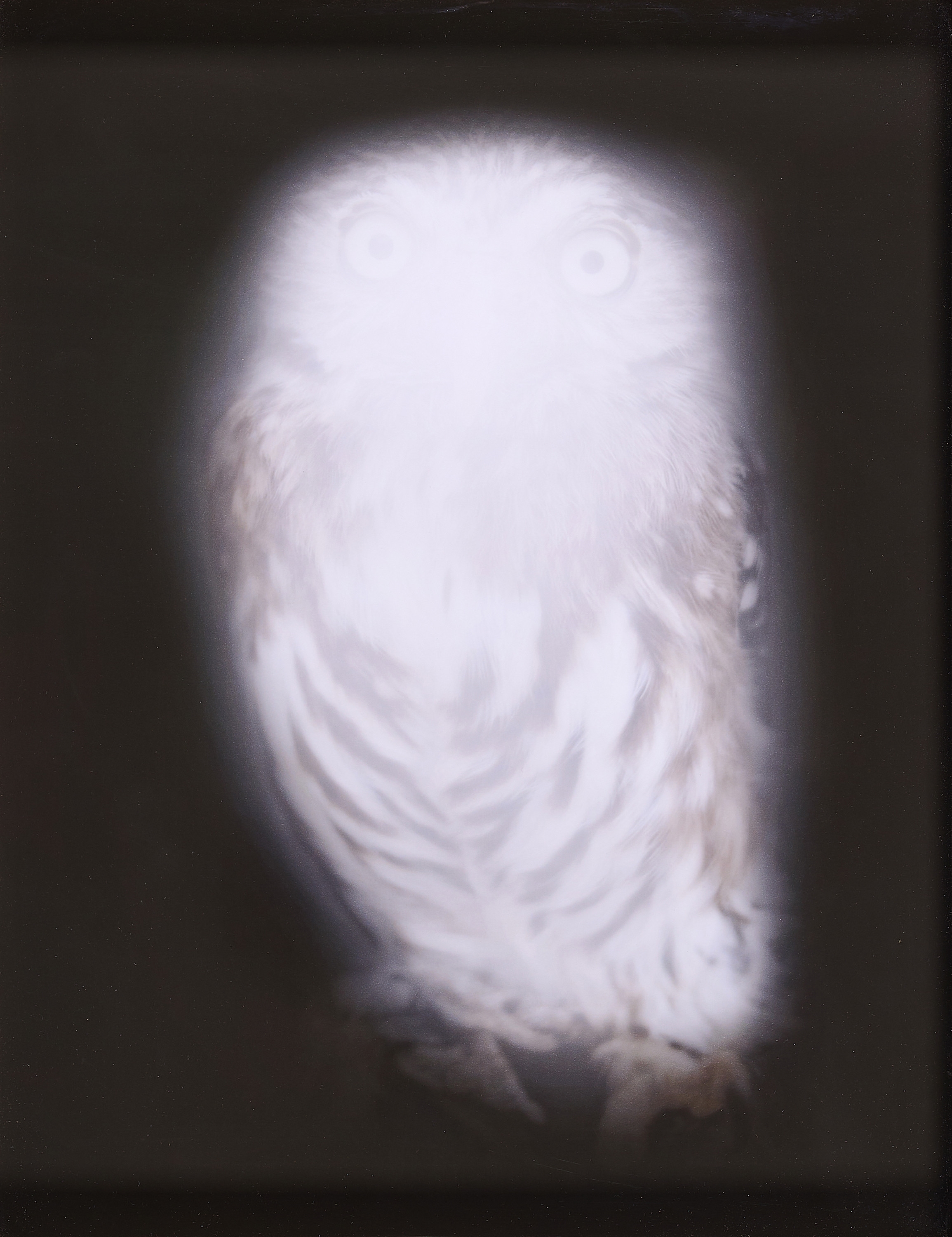 Artwork by Anna Vogel, Smiling Barn Owl III., Made of Inkjet - print