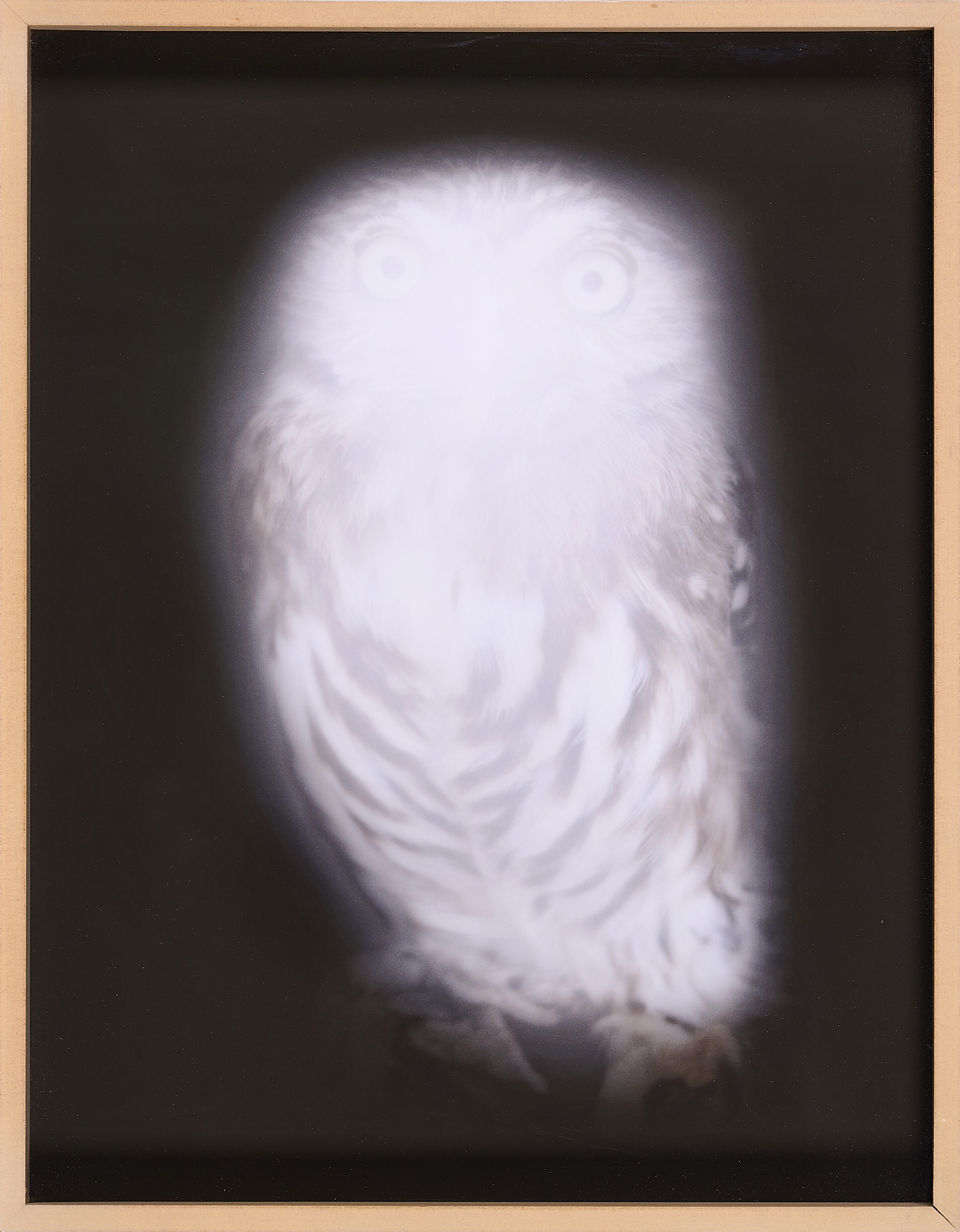 Artwork by Anna Vogel, Smiling Barn Owl III., Made of Inkjet - print