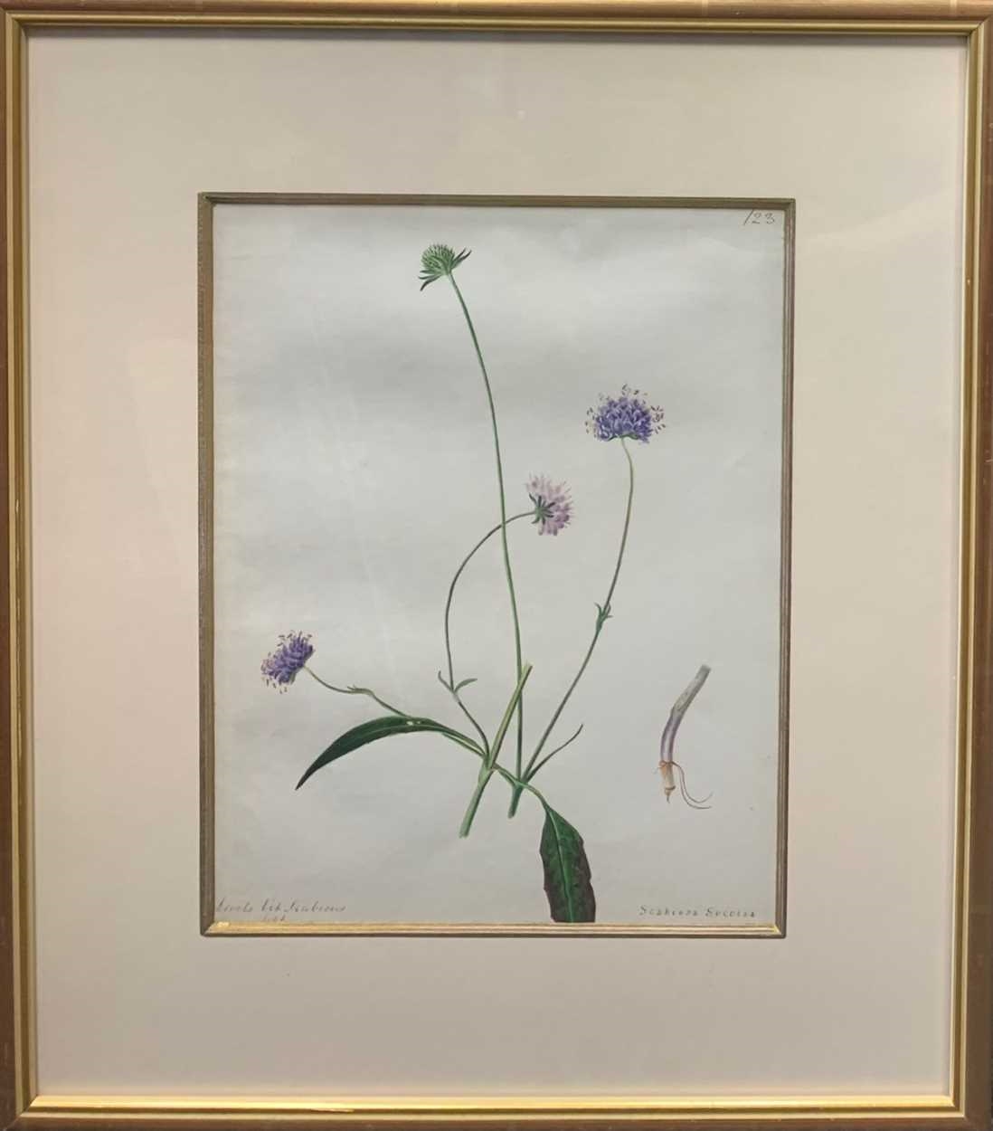 Artwork by Emily Stackhouse, Botanical study of Devil's-bit Scabious (Scabiosa Succisa), Made of watercolour on Whatman paper watermarked