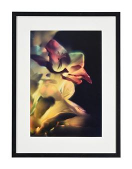 NEW FREESIA - Delilah Dyson