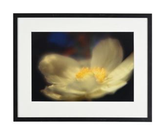 WOOD ANEMONE - Delilah Dyson