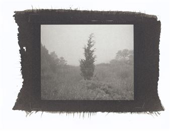 Ray Mortenson: Tree Portraits - L. Parker Stephenson Photographs