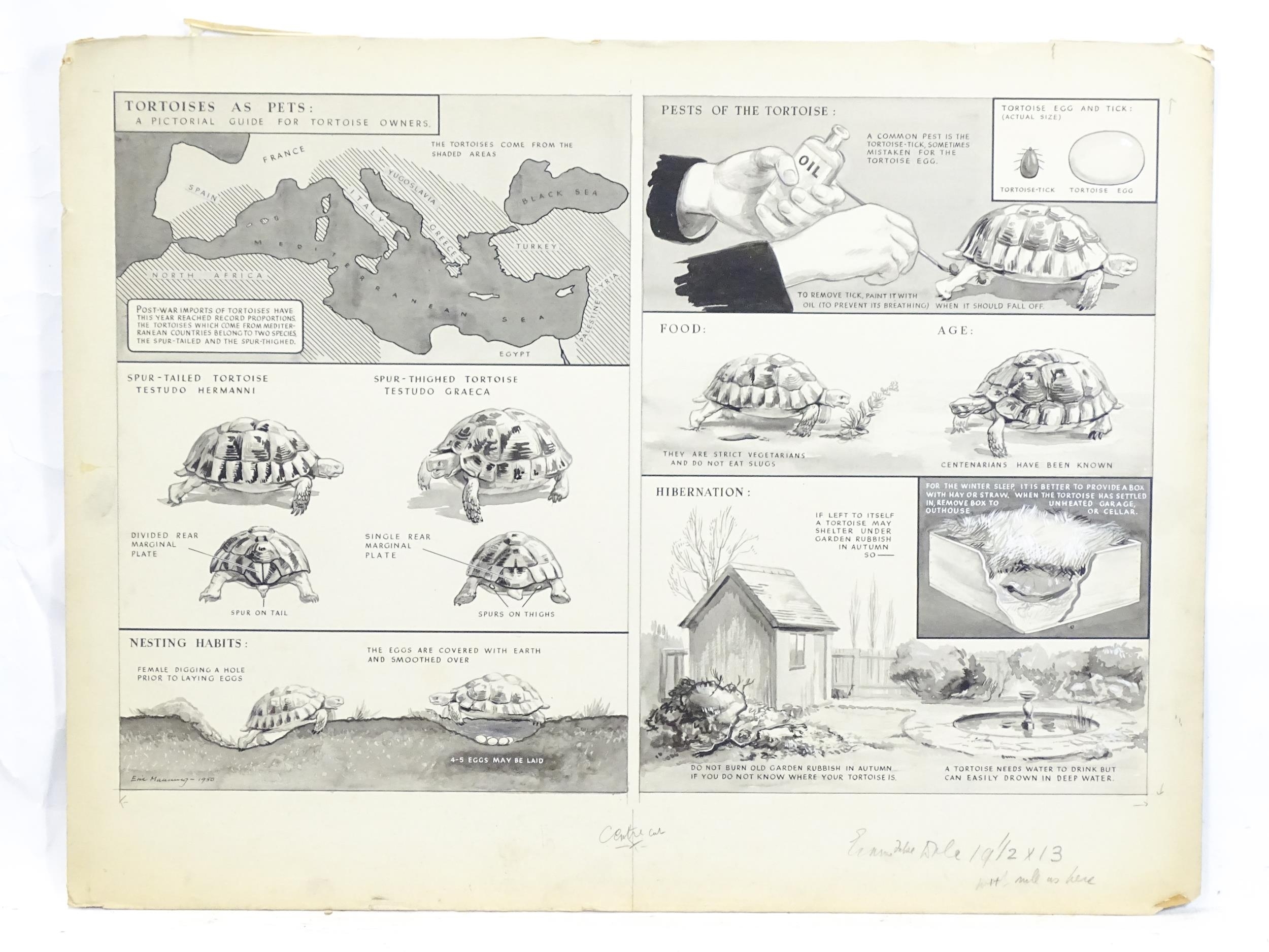 Eric Manning | Tortoises as Pets - A Pictorial Guide for Tortoise ...