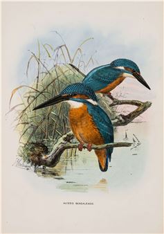 A Monograph of the Alcedinidae - Richard Bowdler Sharpe