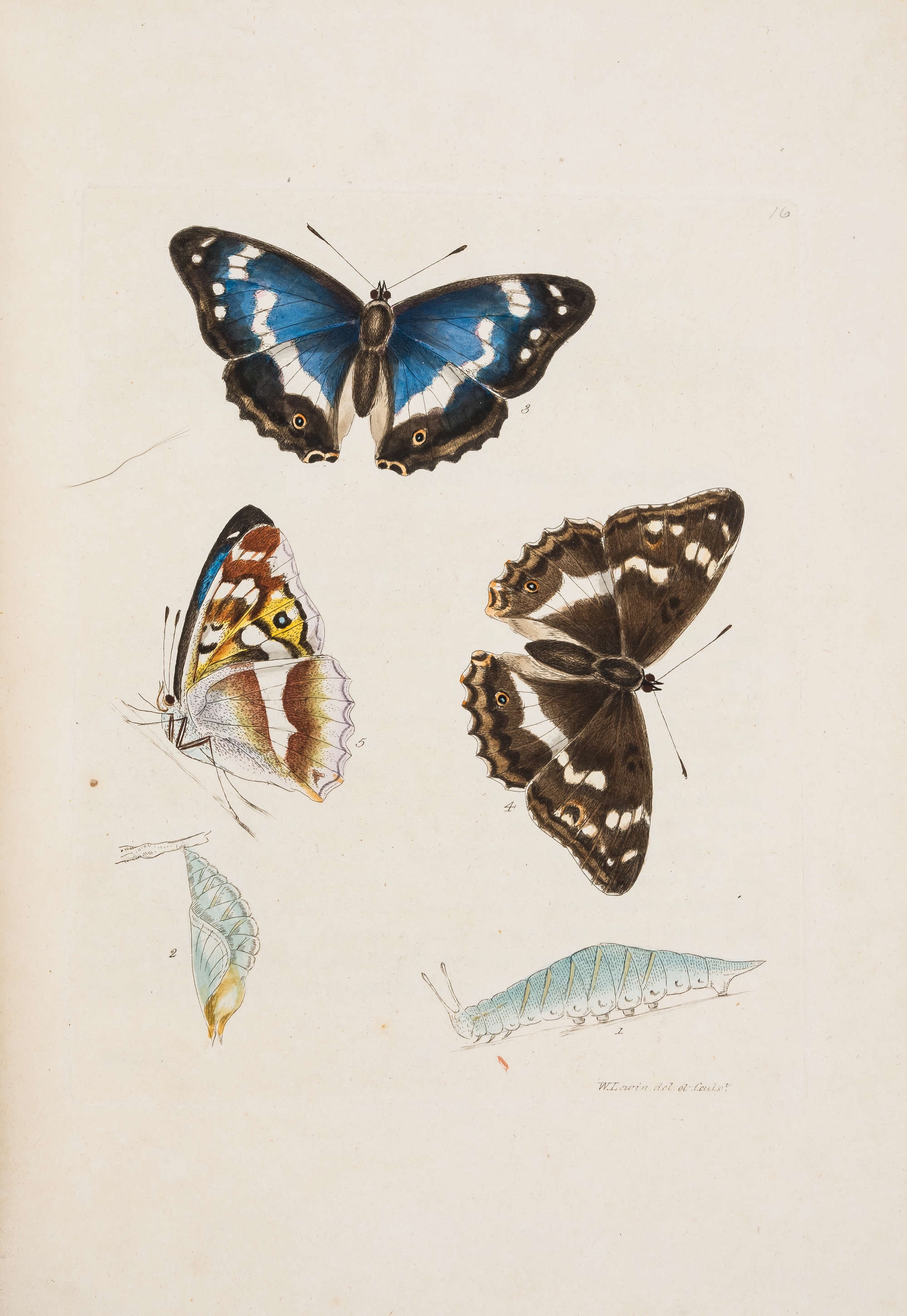 William Lewin | The Insects of Great Britain... (1795) | MutualArt