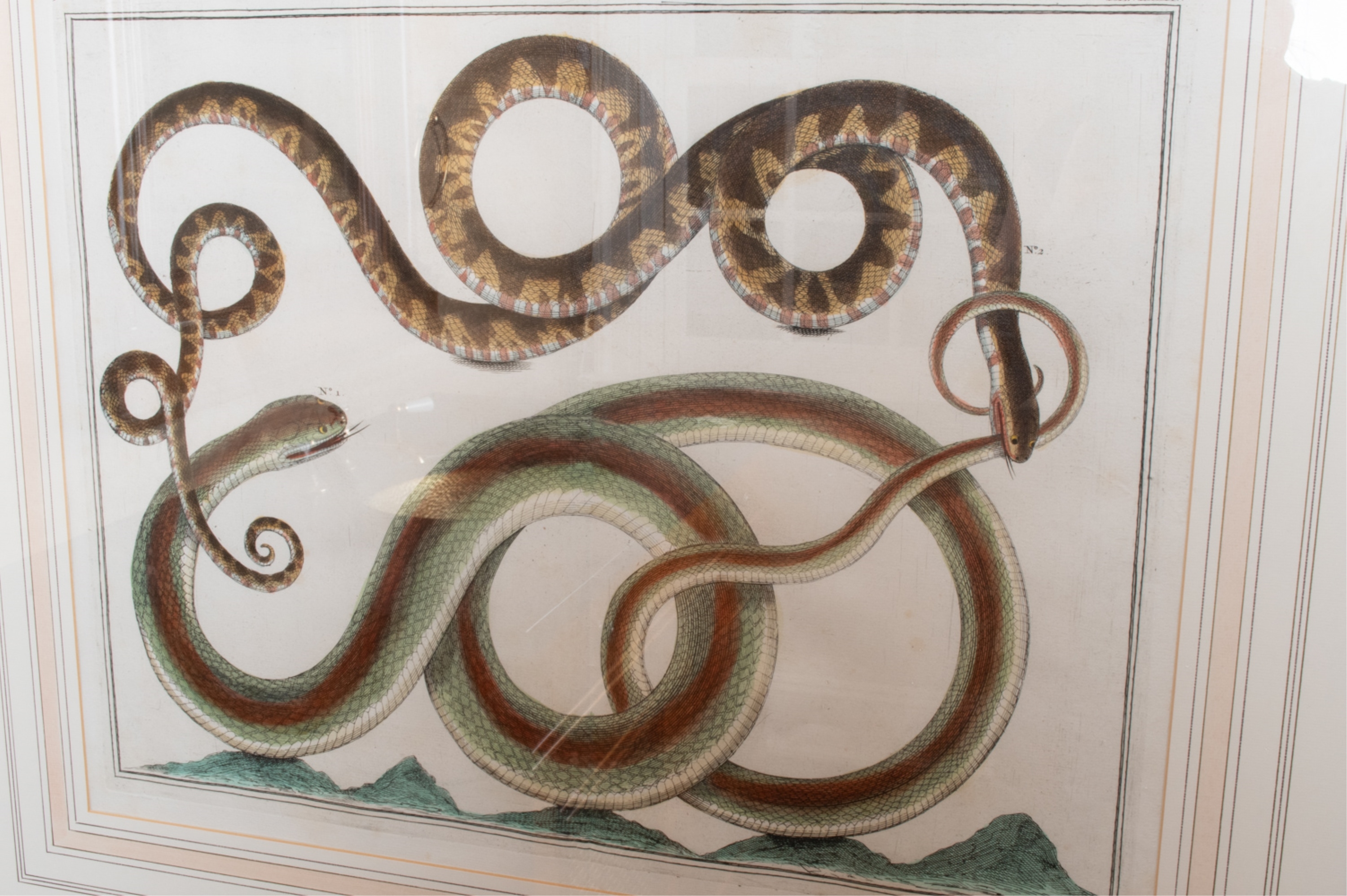 Artwork by Albertus Seba, SNAKE, Made of HAND-COLORED ENGRAVINGS