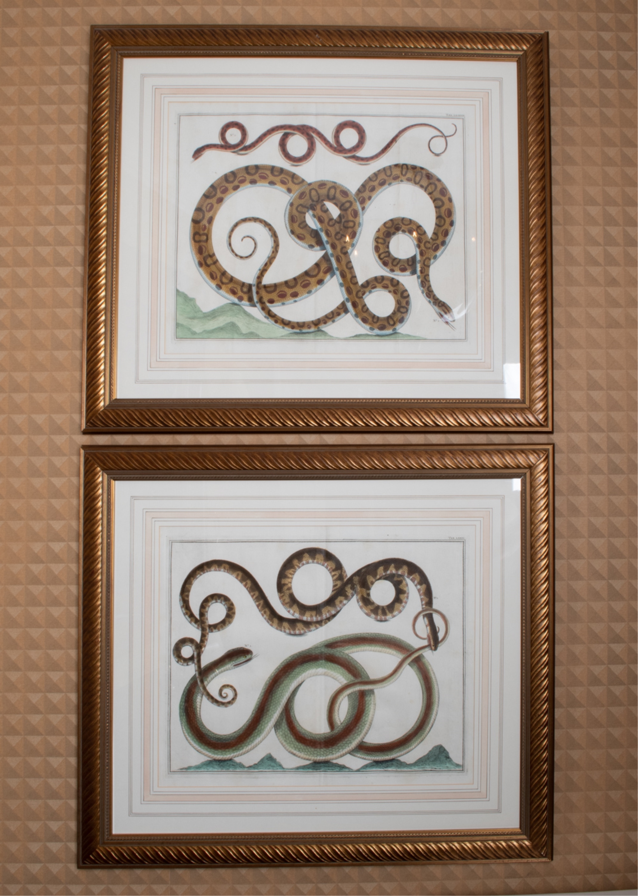 Artwork by Albertus Seba, SNAKE, Made of HAND-COLORED ENGRAVINGS