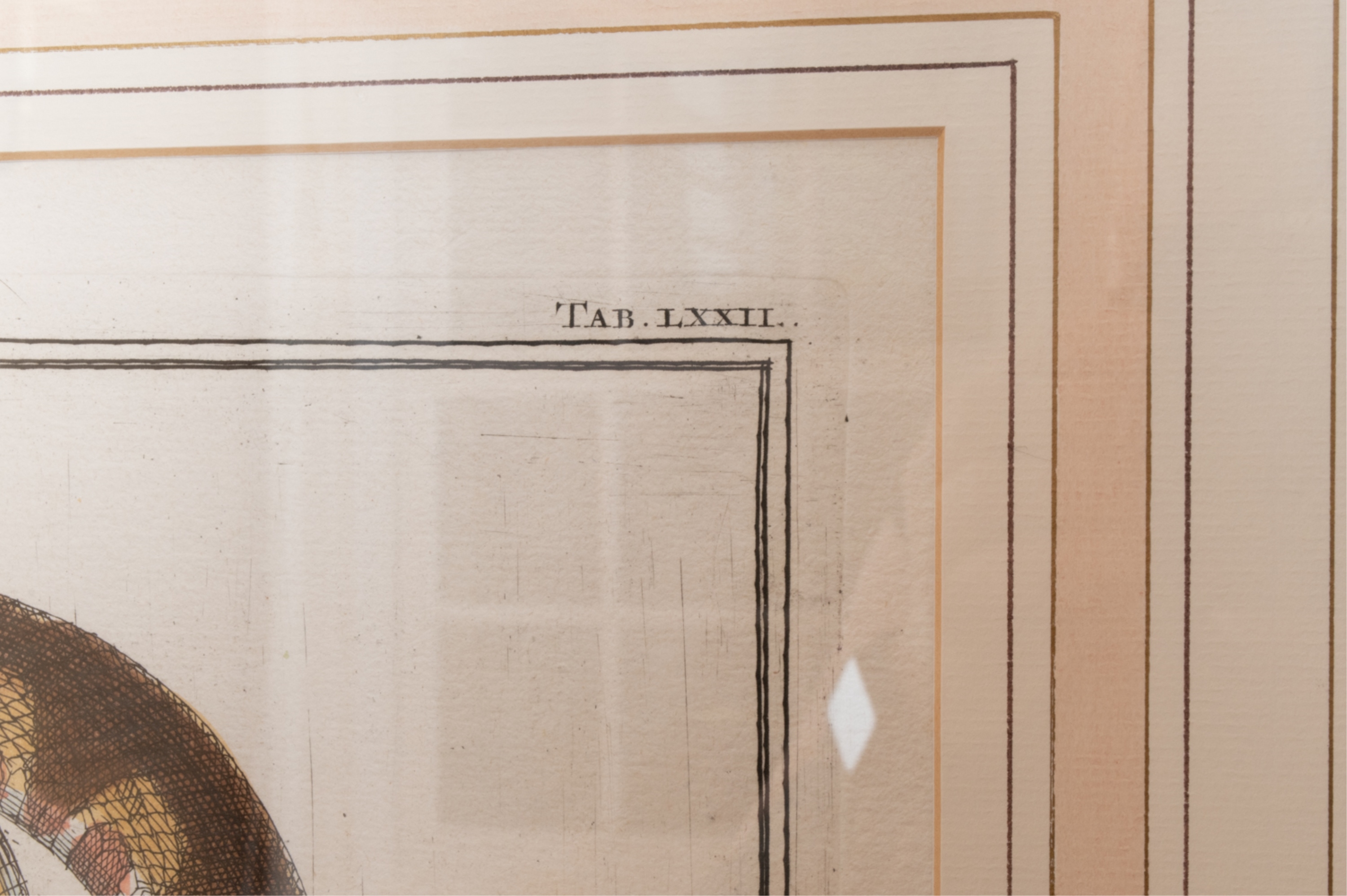 Artwork by Albertus Seba, SNAKE, Made of HAND-COLORED ENGRAVINGS