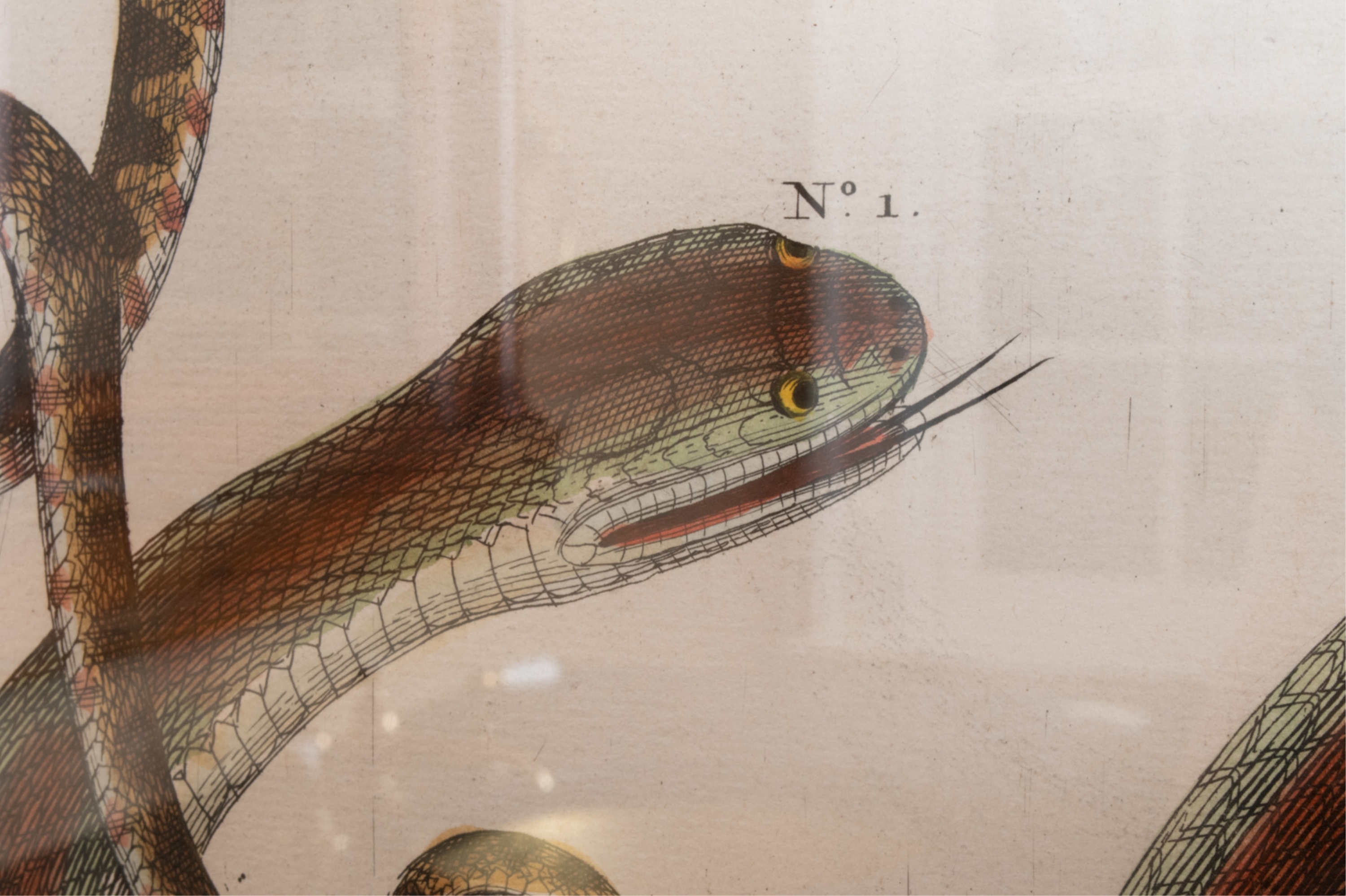 Artwork by Albertus Seba, SNAKE, Made of HAND-COLORED ENGRAVINGS