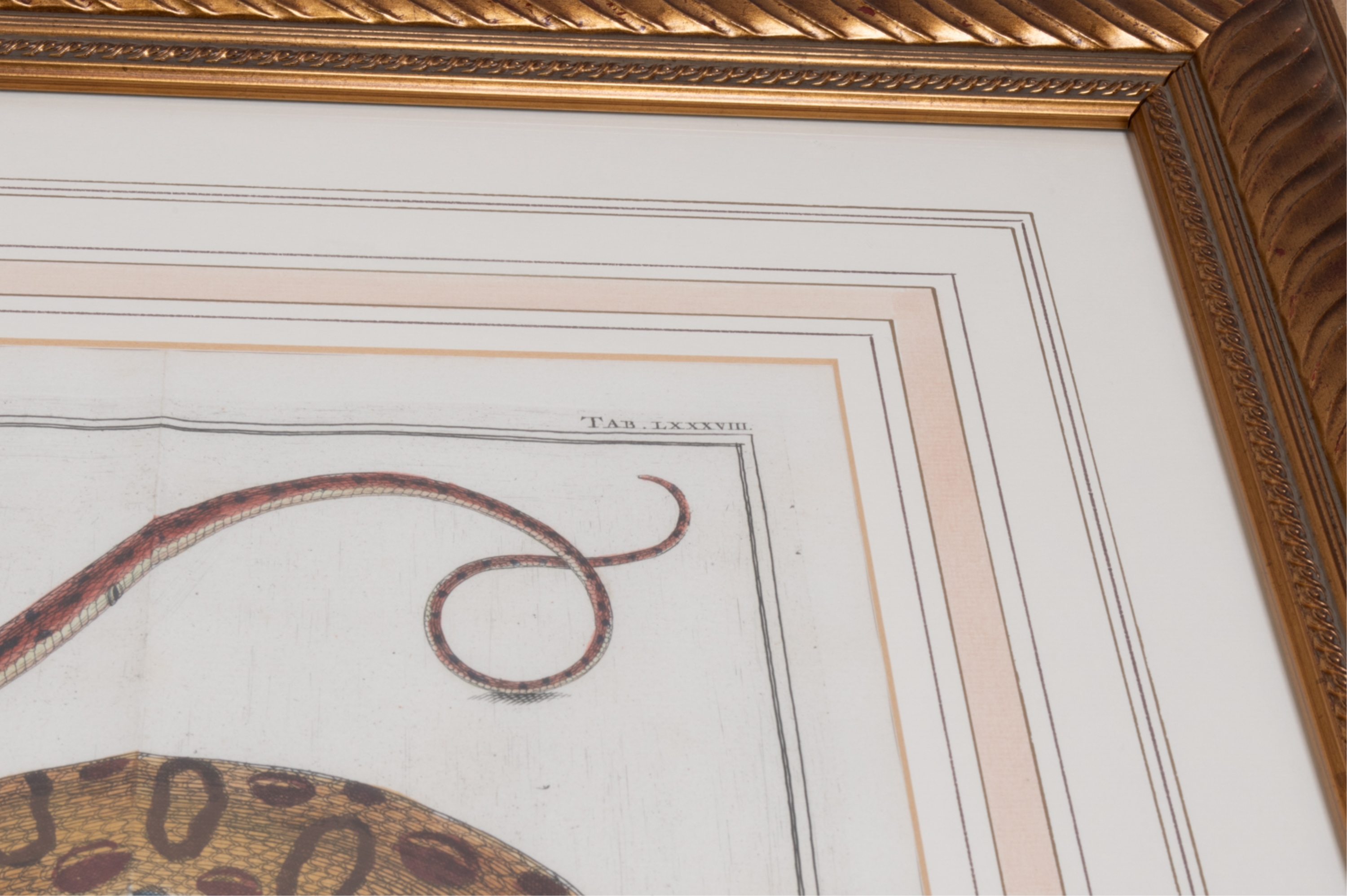 Artwork by Albertus Seba, SNAKE, Made of HAND-COLORED ENGRAVINGS