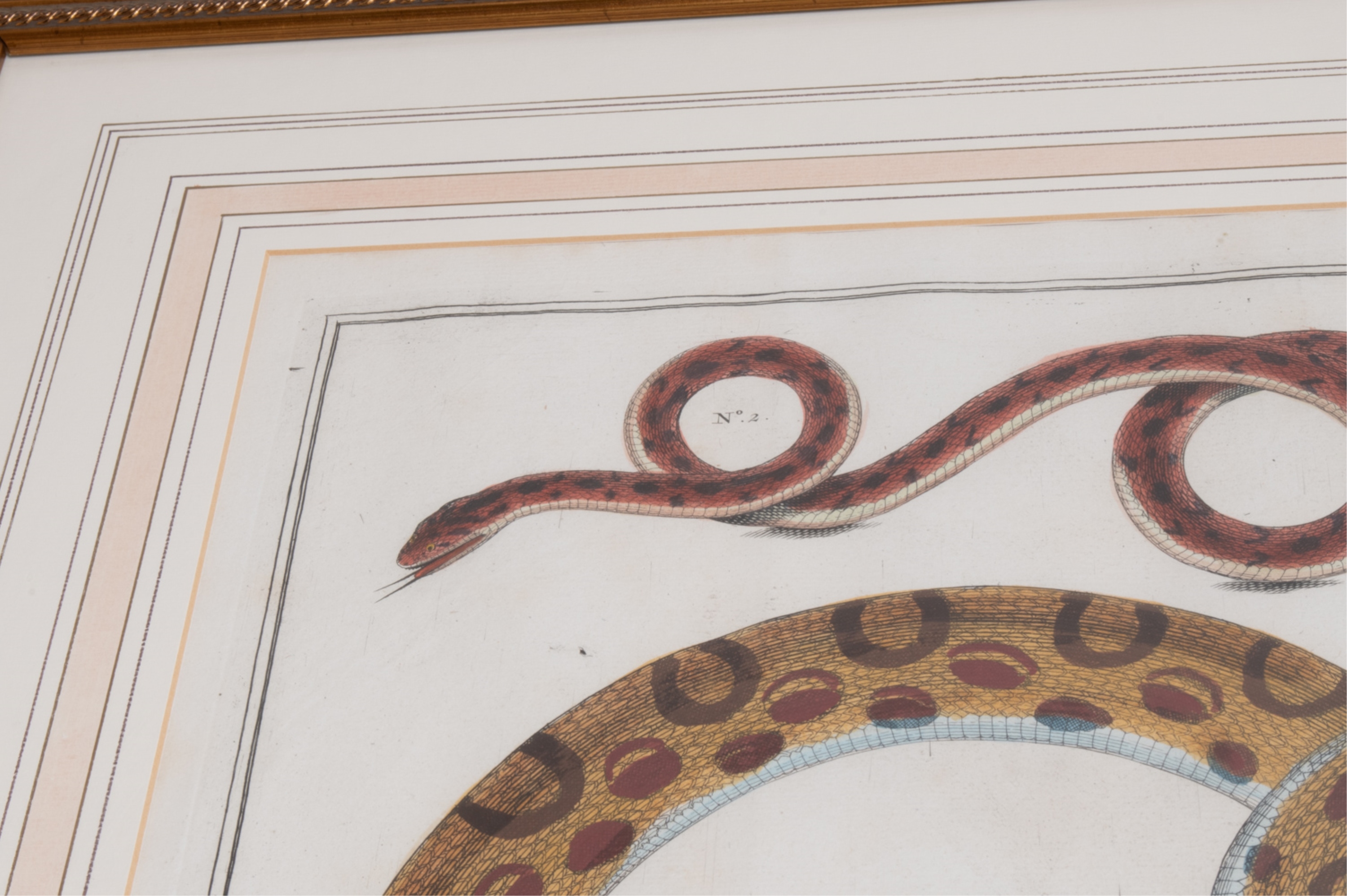 Artwork by Albertus Seba, SNAKE, Made of HAND-COLORED ENGRAVINGS