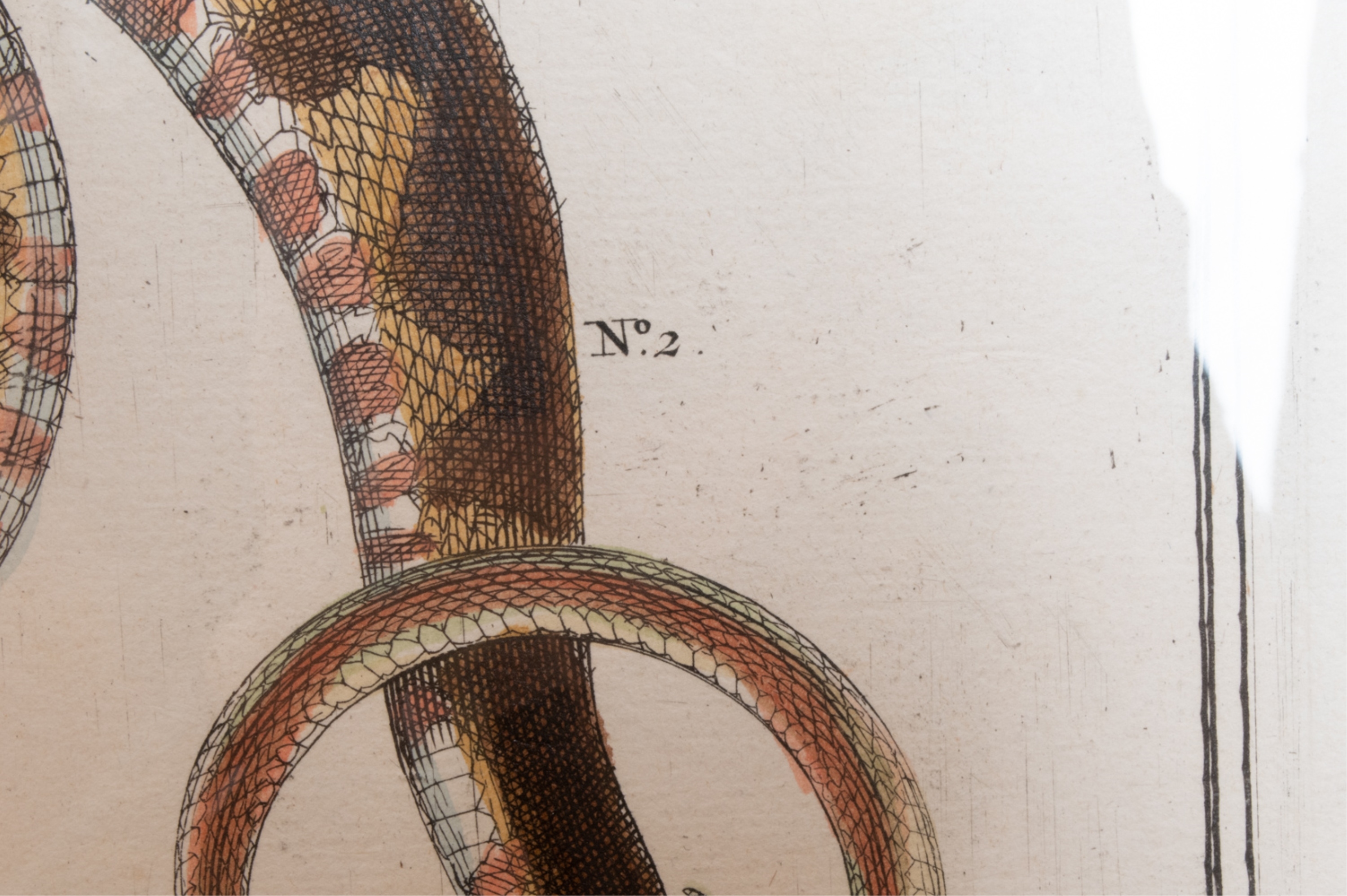 Artwork by Albertus Seba, SNAKE, Made of HAND-COLORED ENGRAVINGS