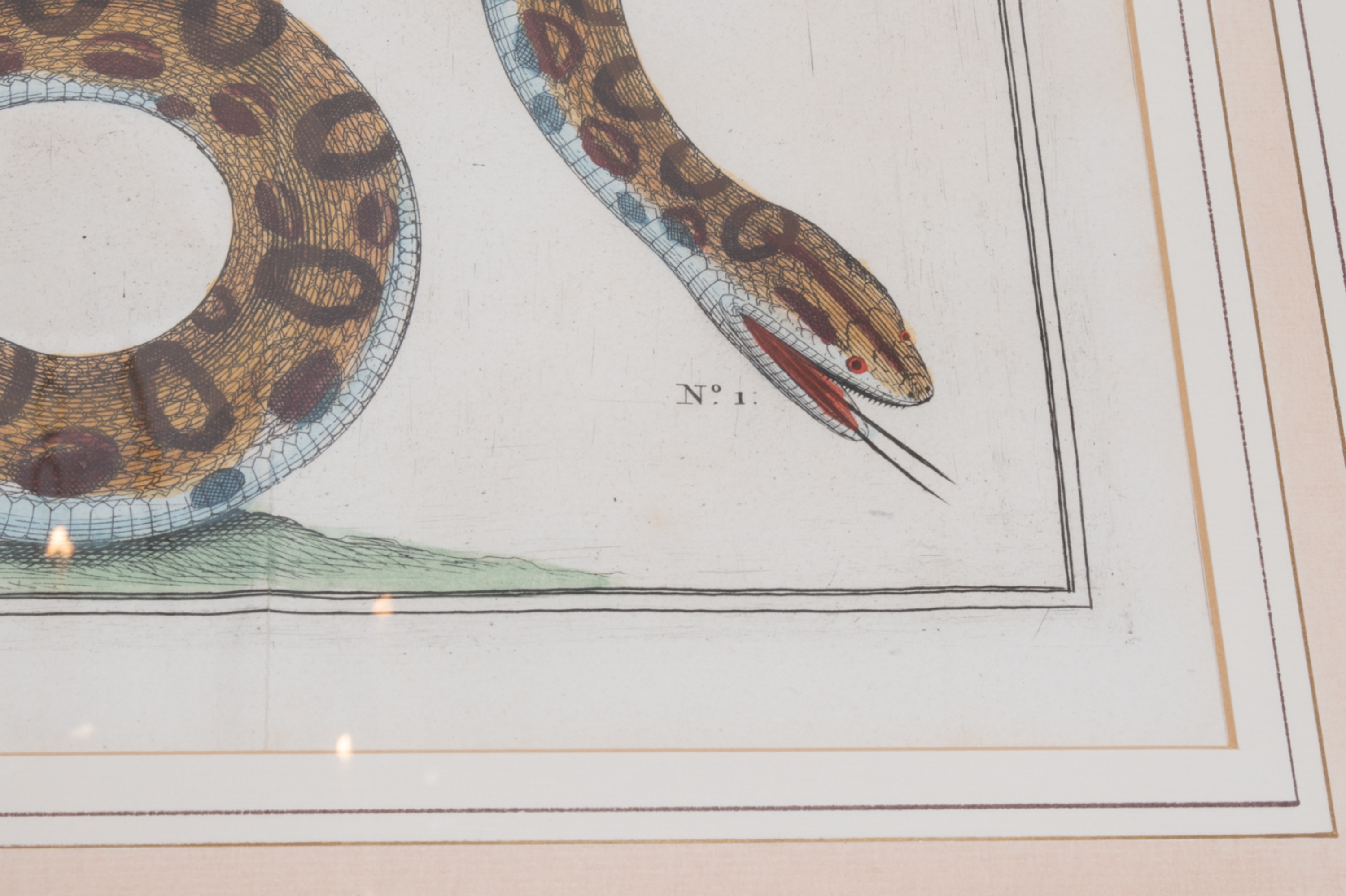 Artwork by Albertus Seba, SNAKE, Made of HAND-COLORED ENGRAVINGS