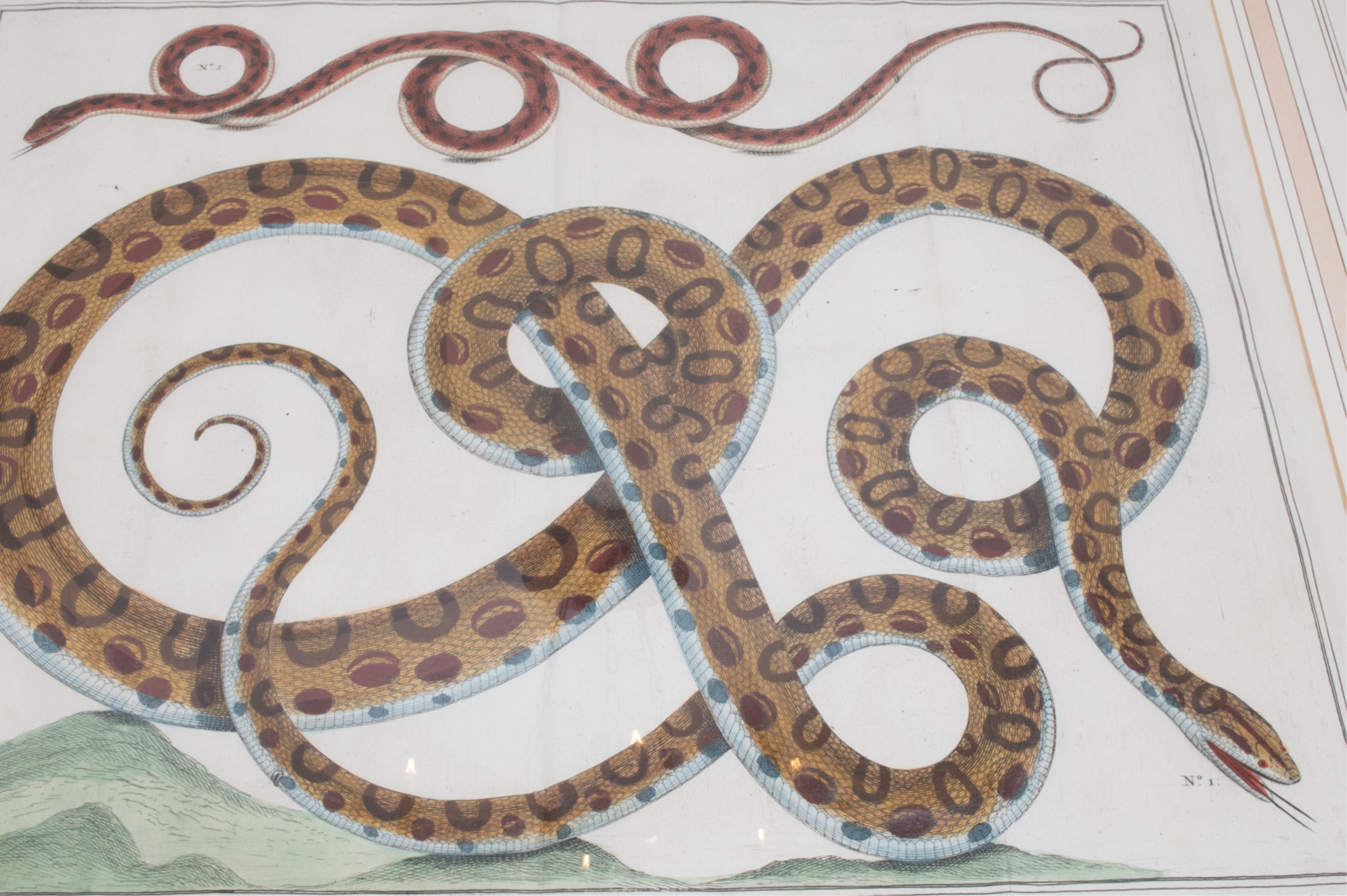 Artwork by Albertus Seba, SNAKE, Made of HAND-COLORED ENGRAVINGS