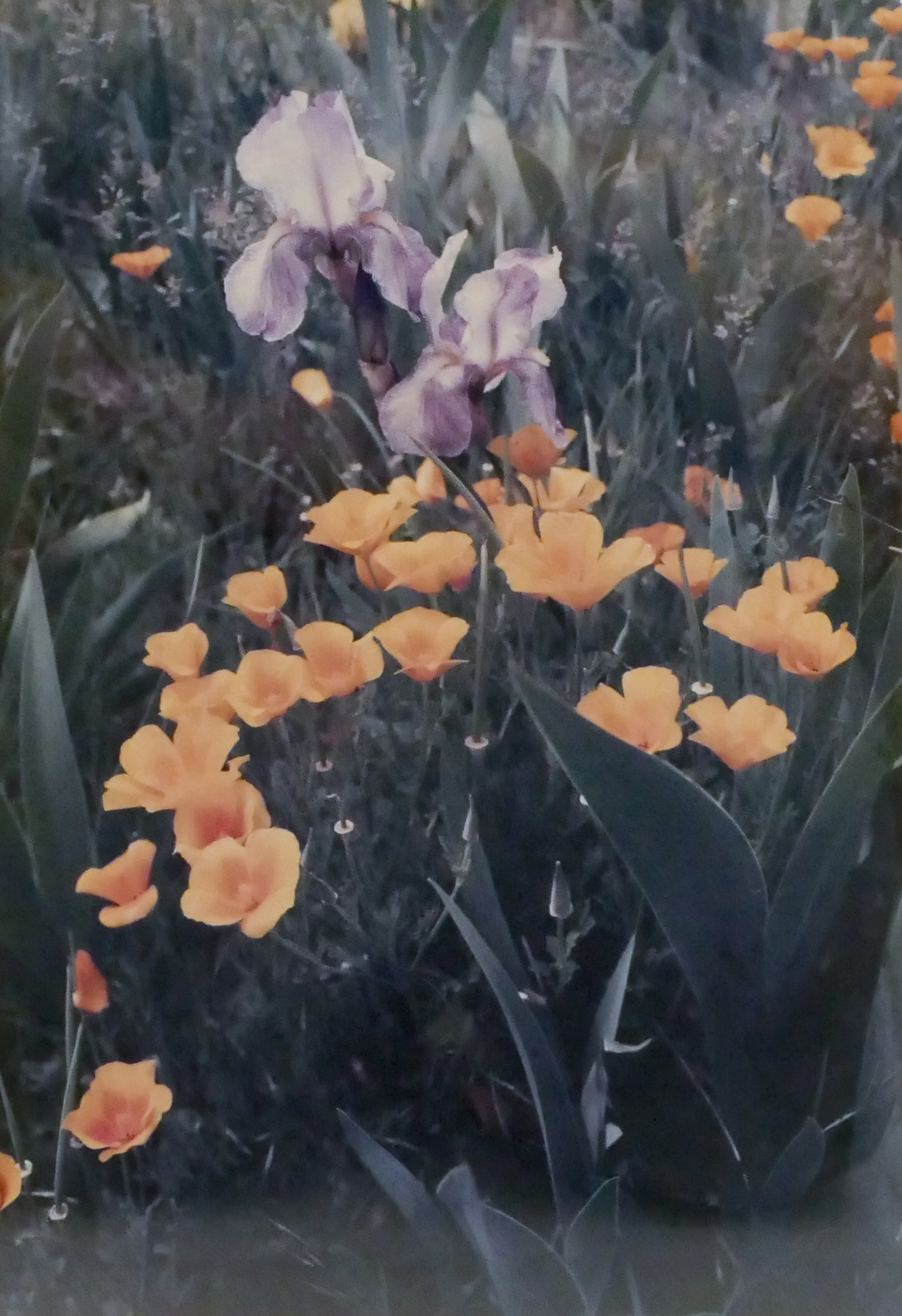 Artwork by John Clement, ''POPPIES AND IRIS'', Made of Color Photograph