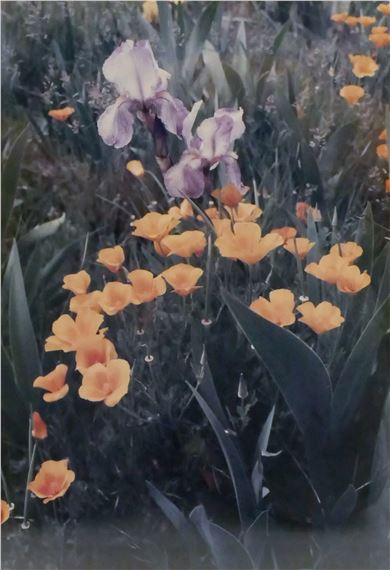 ''POPPIES AND IRIS'' - John Clement