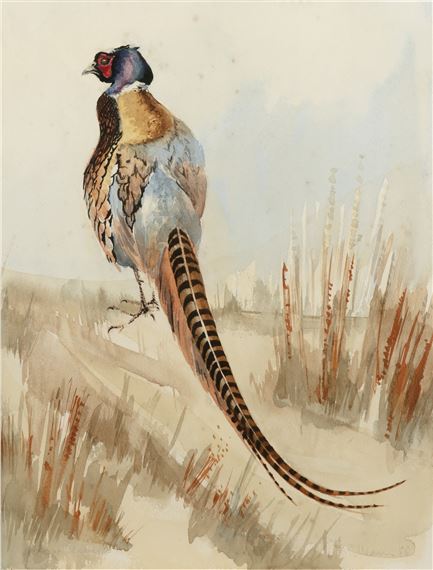 A pheasant in a landscape setting - David Cullearn