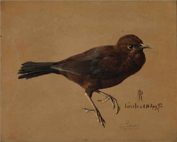 A young blackbird by Niels Peter Rasmussen, 12. Aug. 92