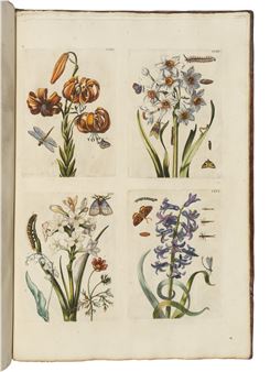 De Europische Insecten, Naauwkeurig onderzogt, na 't leven geschildert, en in print gebragt door. Amsterdam: J. F. Bernard, . - Maria Sibylla Merian