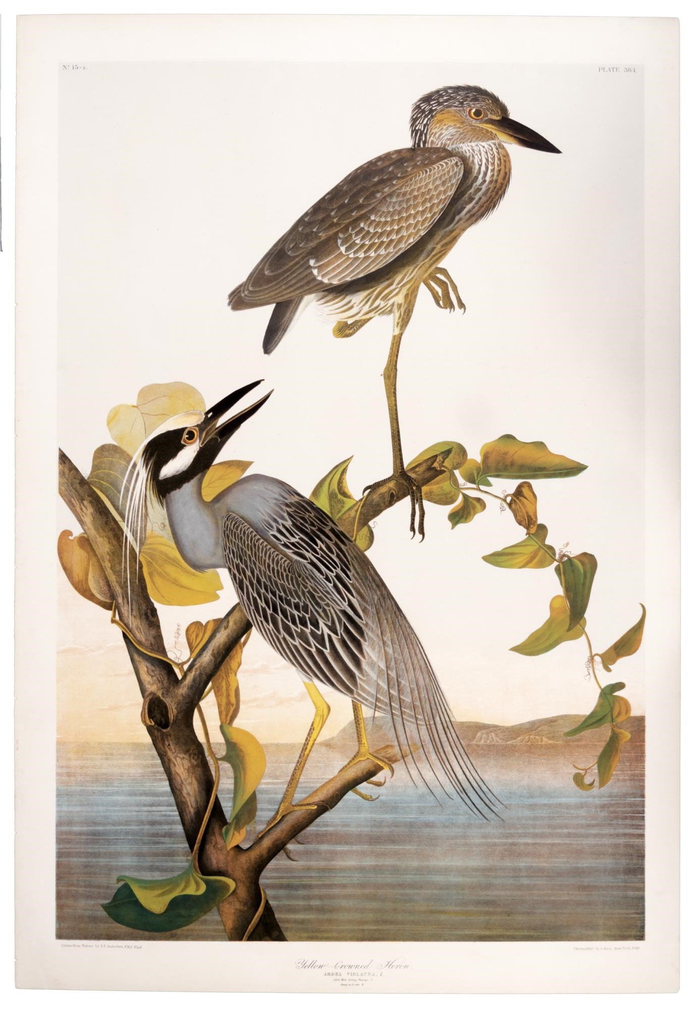 Yellow-Crowned Heron, Ardea Viogacea. L. Adult Male Spring Plumage 1. Youth in October 2. by John James Audubon, 1860