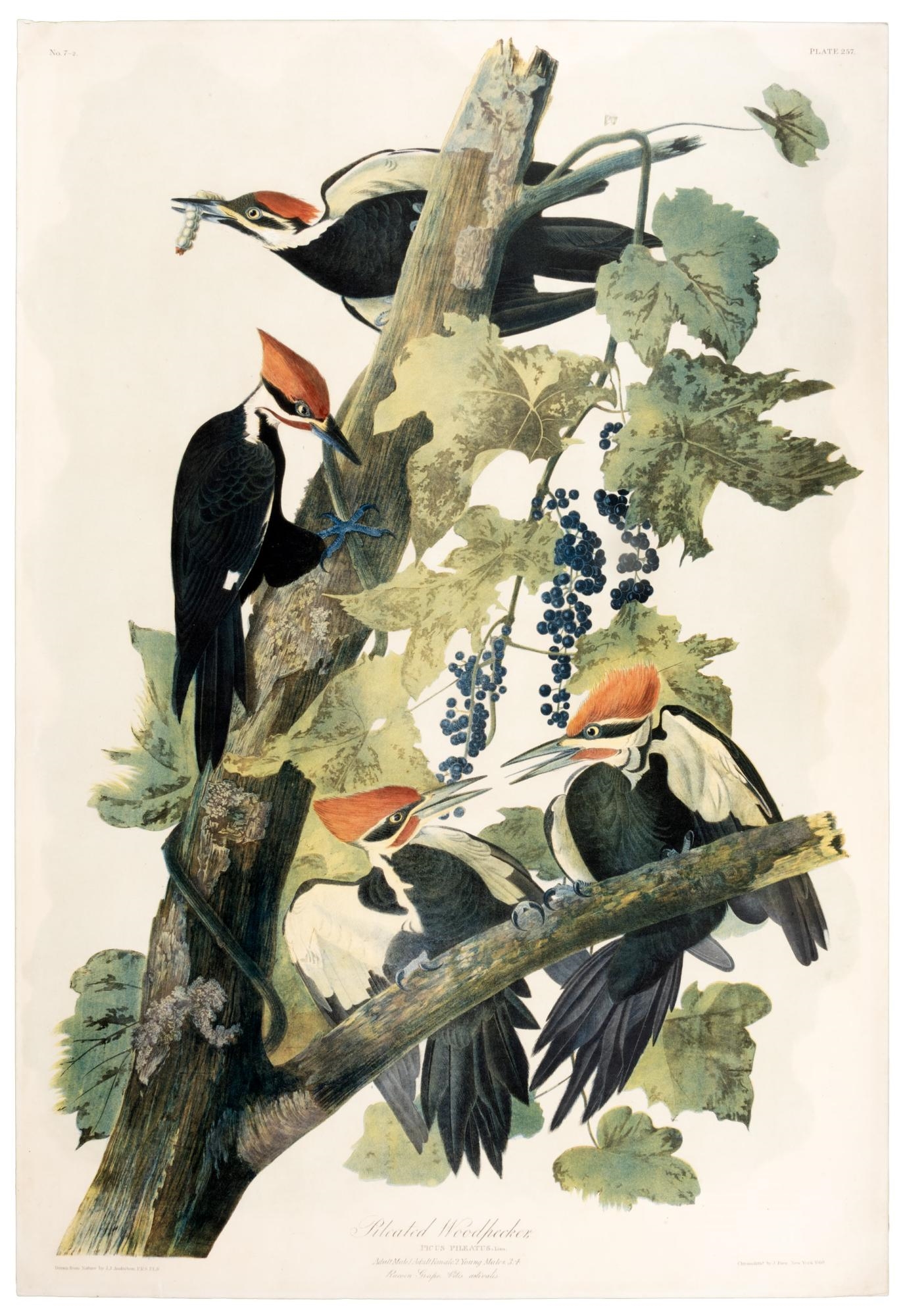 Pilated Woodpecker, Picus Pileatus. Linn, Adult Male, 1. Adult Female, 2. Young Males 3, 4. Racoon Grape Vitus Astivalis by John James Audubon, 1860