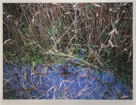 Joyce Evans | Mt Martha Water Reed | MutualArt