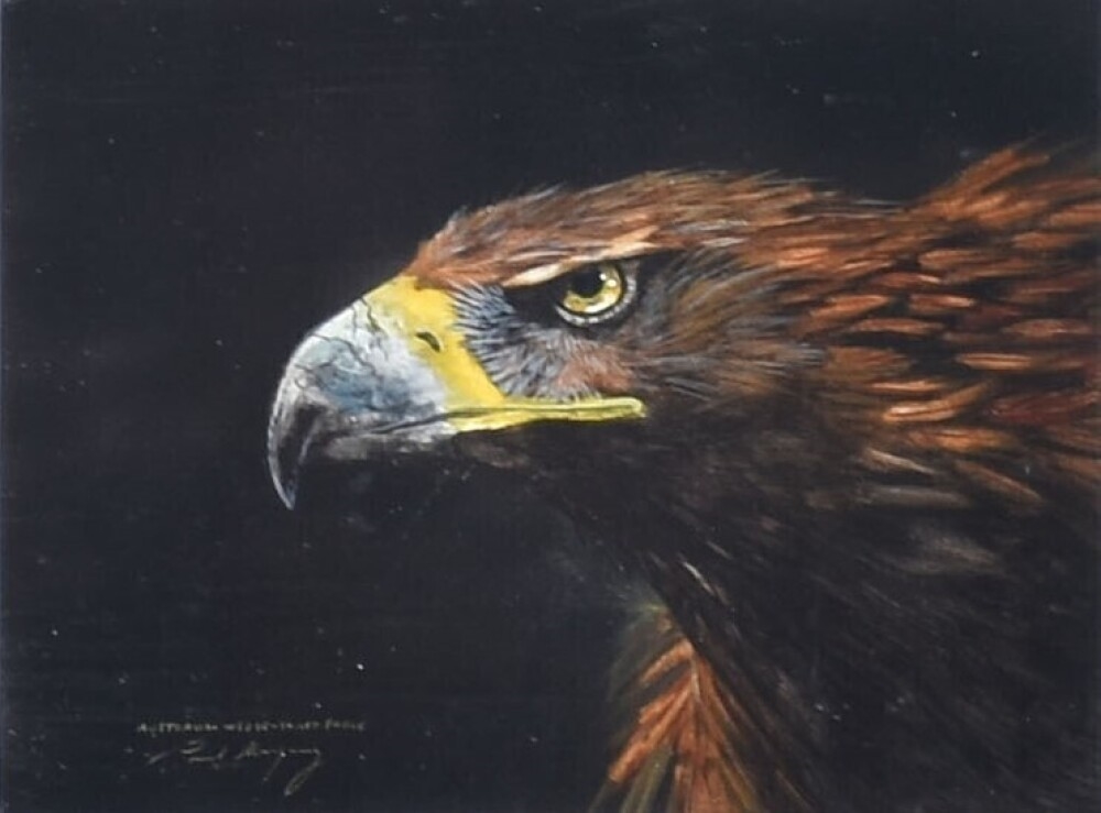Paul Margocsy | Australian Wedge Tailed Eagle | MutualArt