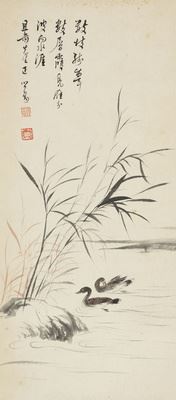 Reed Mallard Duck