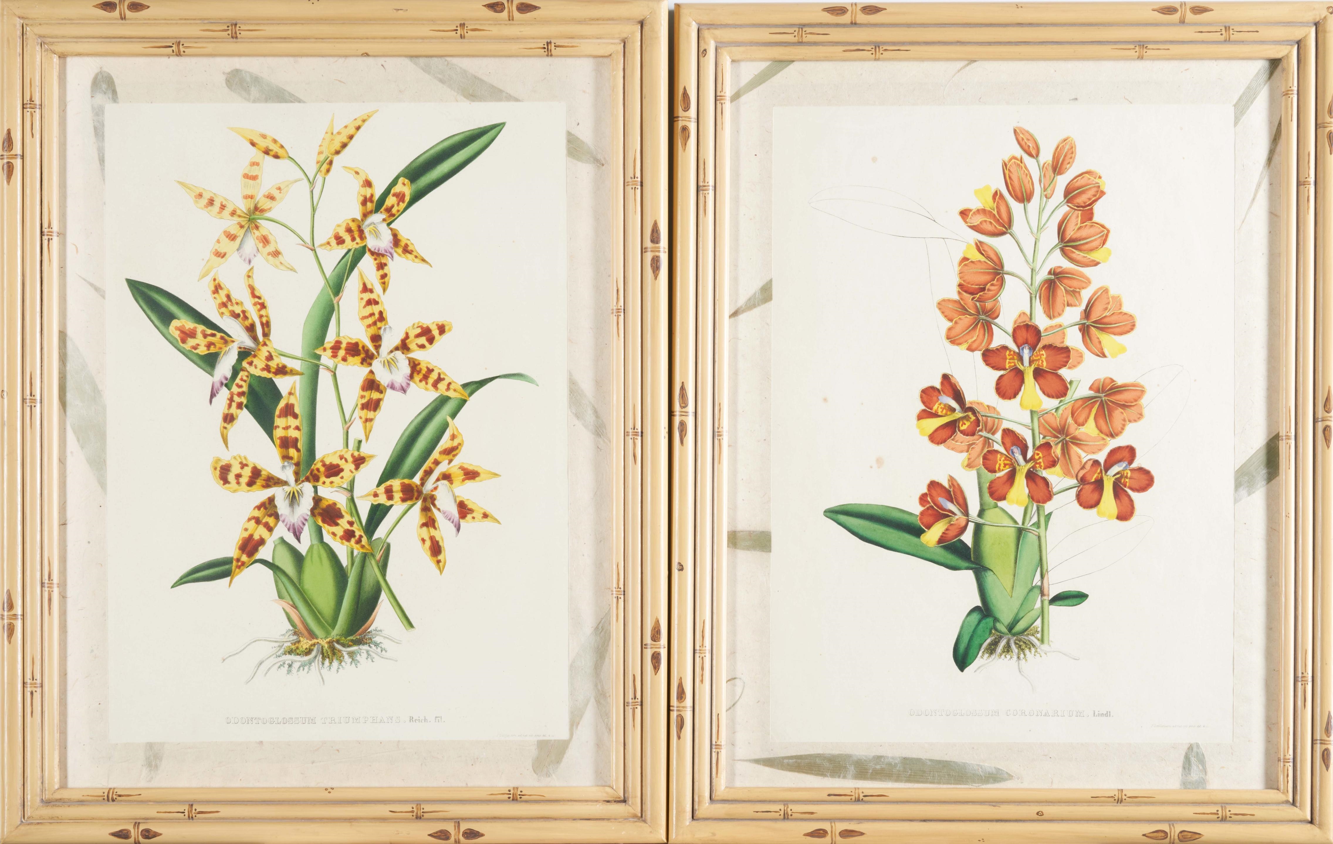 Pescatorea: Iconographie des Orchidées by Jean Jules Linden, 1817