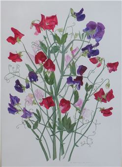 Sweet Peas - B. Spencer Burton