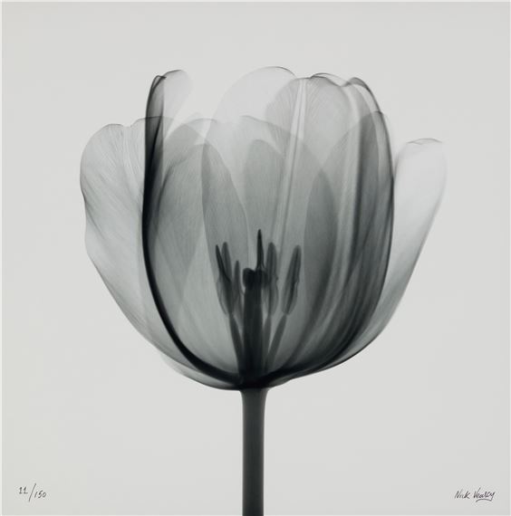 "Tulip Head," by Nick Veasey, 2014