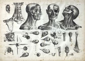 Studio elementi di anatomia applicata alle belle arti - Leone Mecco