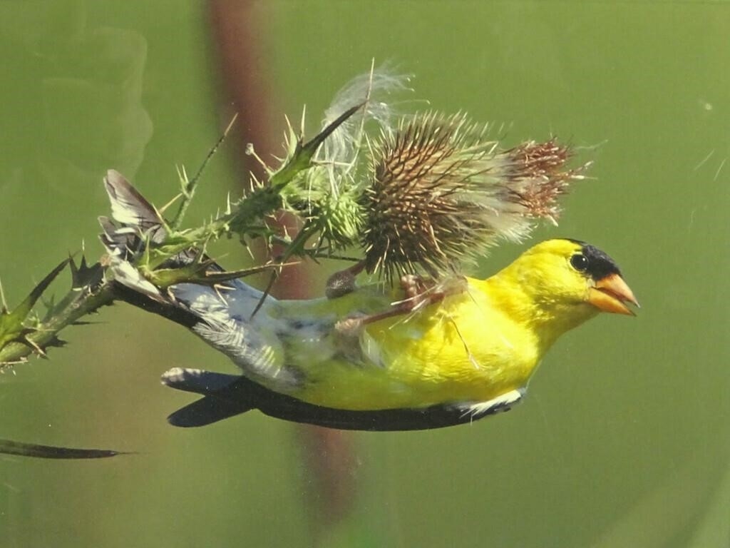 Artwork by Al Erickson, color bird photographs, Made of photographs