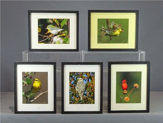 color bird photographs - Al Erickson