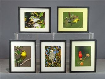 color bird photographs - Al Erickson