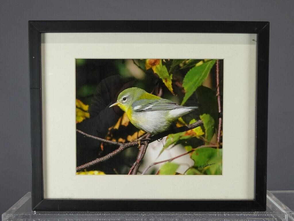 Artwork by Al Erickson, color bird photographs, Made of photographs