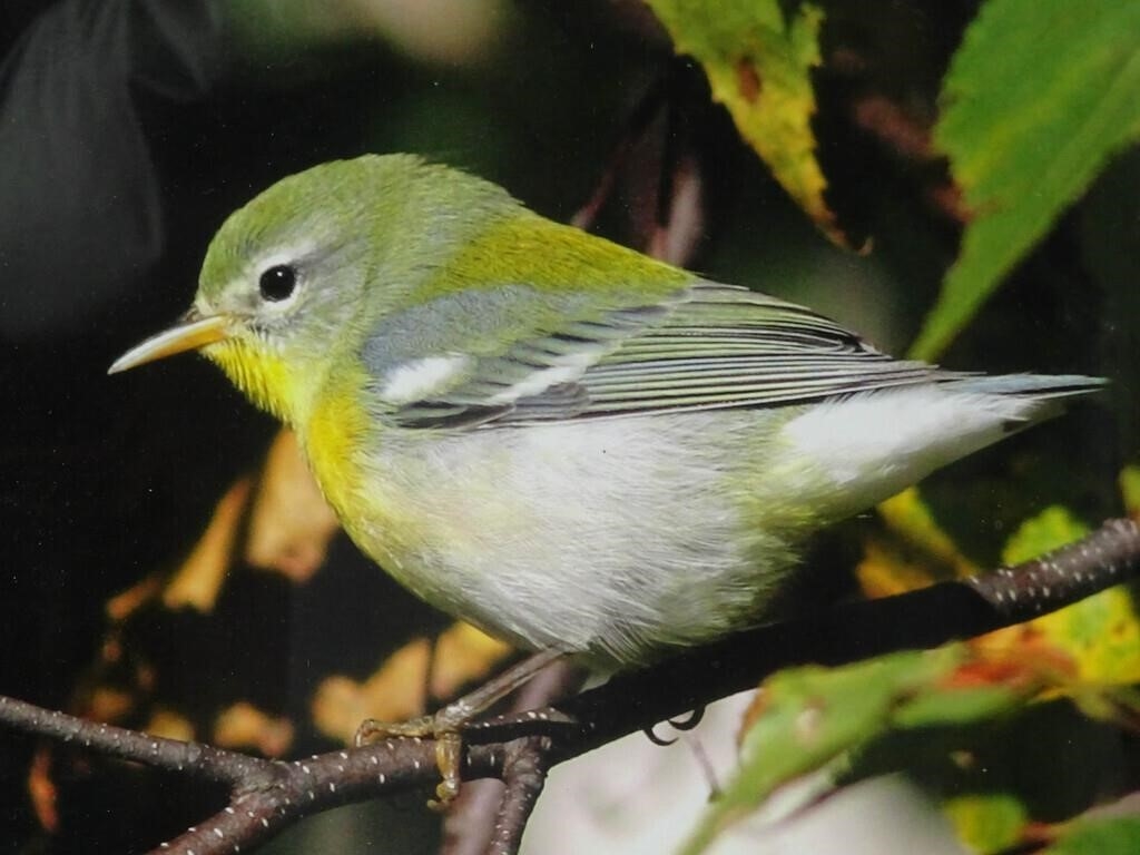 Artwork by Al Erickson, color bird photographs, Made of photographs
