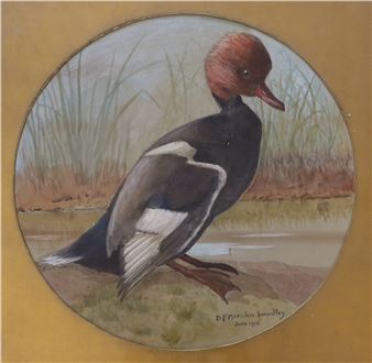 Study of a duck - Marsden-smedley