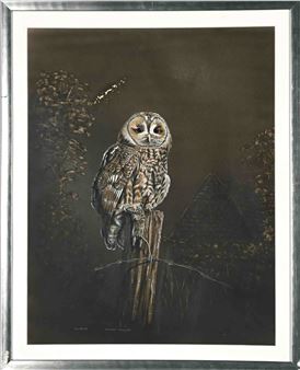 Strix Aluca - Tawny Owl - Clive Hopcroft